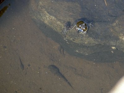 kikker en kikkervisjes-Frog and Tadpoles-from South Africa-by MKramer.jpg