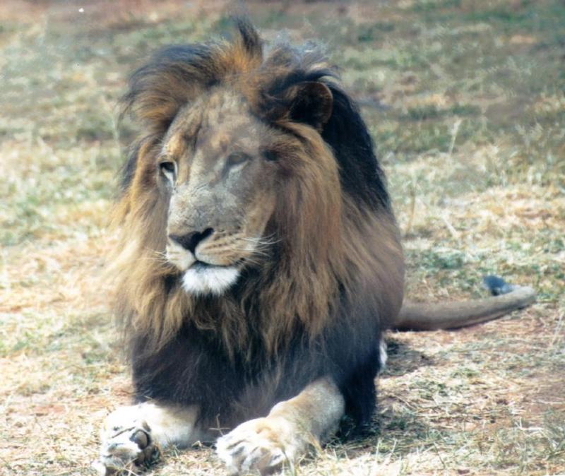 kotb-African Lion-by Darren New.jpg