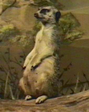 meerkat-by Herman Miller.jpg
