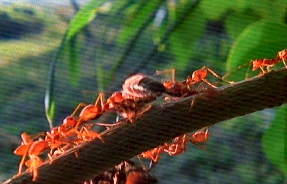 mm Ants  Giant Honey Bees 01-captured by Mr Marmite.jpg