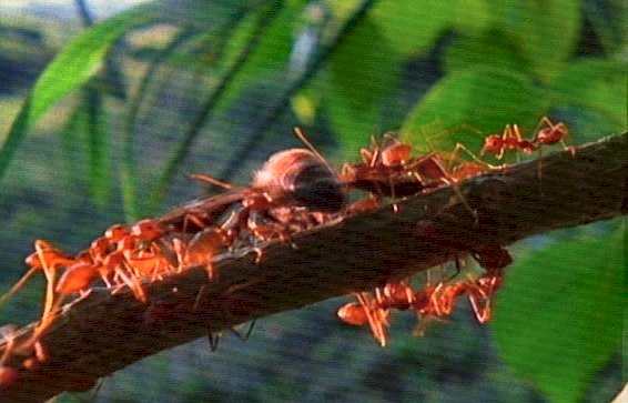 mm Ants  Giant Honey Bees 02-captured by Mr Marmite.jpg