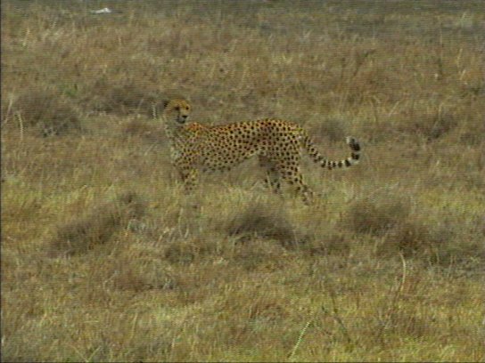 mm Cheetah 01-captured by Mr Marmite.jpg