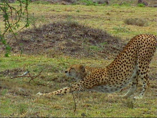mm Cheetah 02-captured by Mr Marmite.jpg