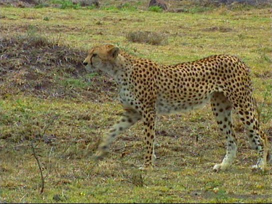 mm Cheetah 03-captured by Mr Marmite.jpg
