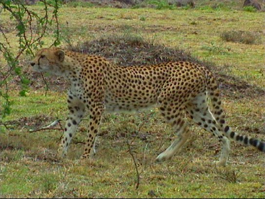 mm Cheetah 04-captured by Mr Marmite.jpg