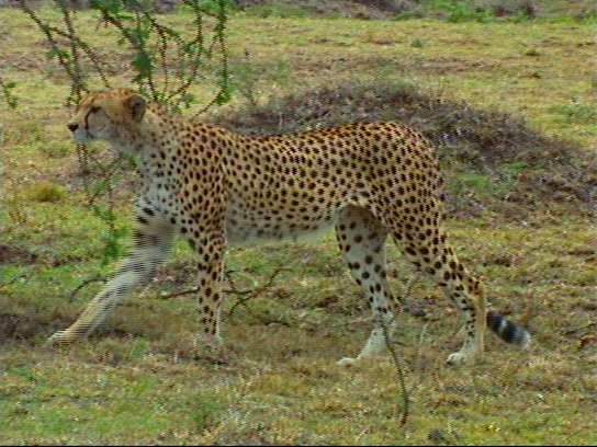 mm Cheetah 05-captured by Mr Marmite.jpg