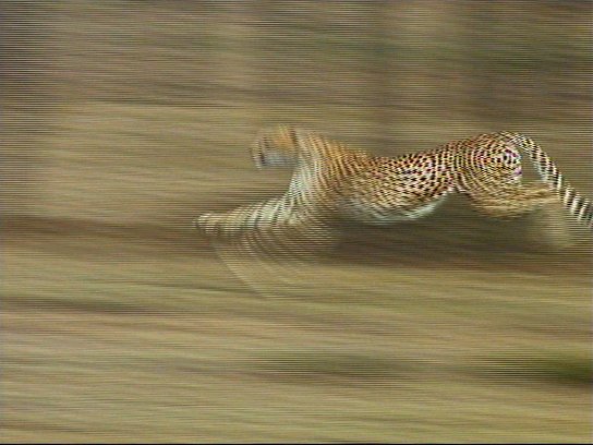 mm Cheetah 09-captured by Mr Marmite.jpg