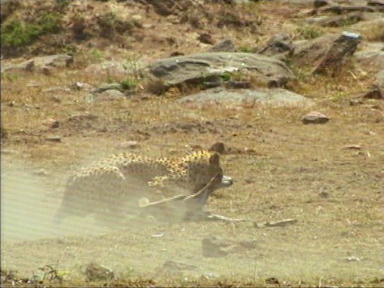 mm Cheetah 10-captured by Mr Marmite.jpg
