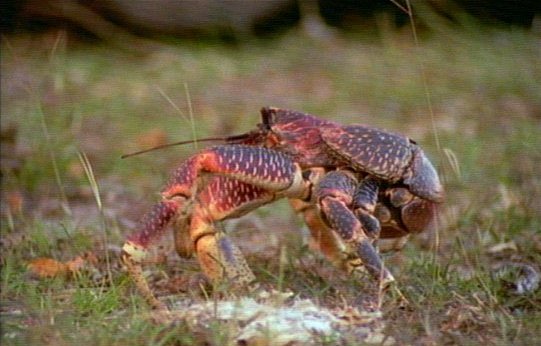 mm Crab-captured by Mr Marmite.jpg