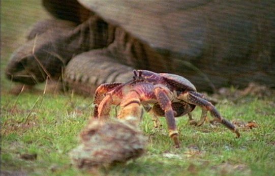 mm Crab   Giant Tortoise-captured by Mr Marmite.jpg