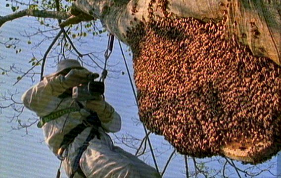 mm Giant Honey Bee Hive 01-captured by Mr Marmite.jpg