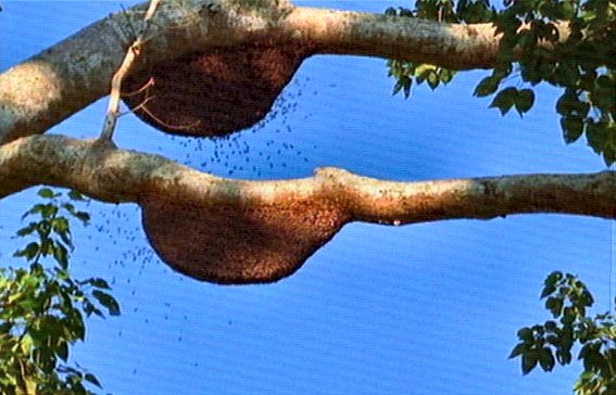 mm Giant Honey Bee Hive 04-captured by Mr Marmite.jpg