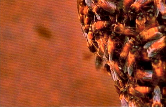 mm Giant Honey Bee Hive 06-captured by Mr Marmite.jpg