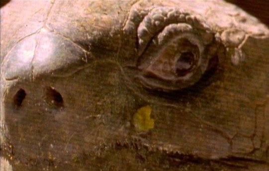 mm Giant Tortoises 01-captured by Mr Marmite.jpg