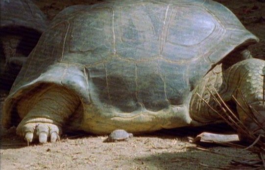mm Giant Tortoises 04-captured by Mr Marmite.jpg