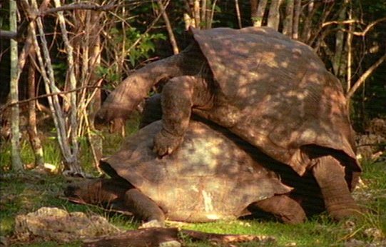 mm Giant Tortoises 05-captured by Mr Marmite.jpg
