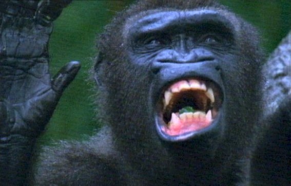 mm Gorillas 01-captured by Mr Marmite.jpg