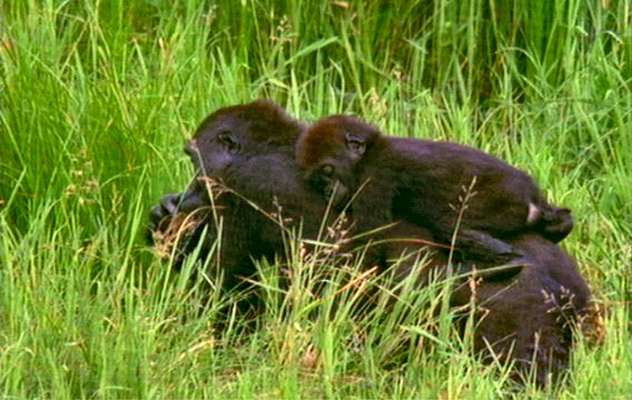 mm Gorillas 04-captured by Mr Marmite.jpg