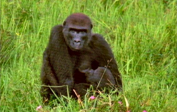 mm Gorillas 05-captured by Mr Marmite.jpg