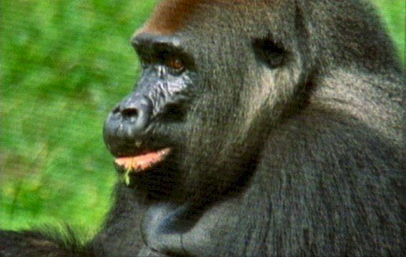 mm Gorillas 06-captured by Mr Marmite.jpg