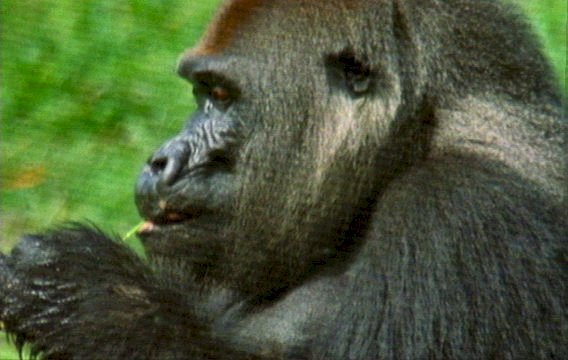 mm Gorillas 07-captured by Mr Marmite.jpg