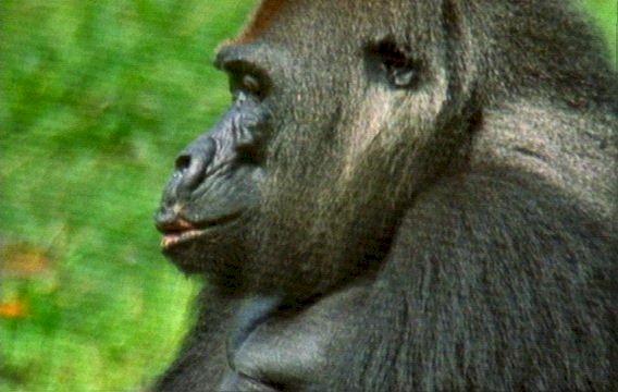 mm Gorillas 08-captured by Mr Marmite.jpg