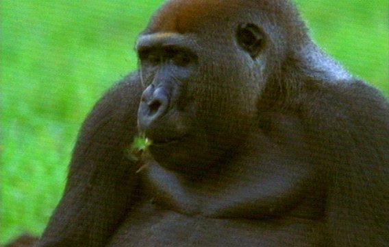 mm Gorillas 11-captured by Mr Marmite.jpg