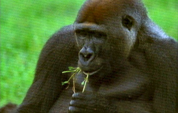 mm Gorillas 12-captured by Mr Marmite.jpg
