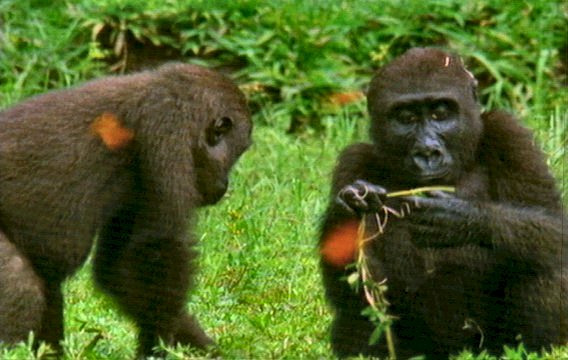 mm Gorillas 13-captured by Mr Marmite.jpg