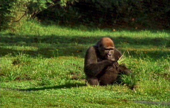 mm Gorillas 14-captured by Mr Marmite.jpg
