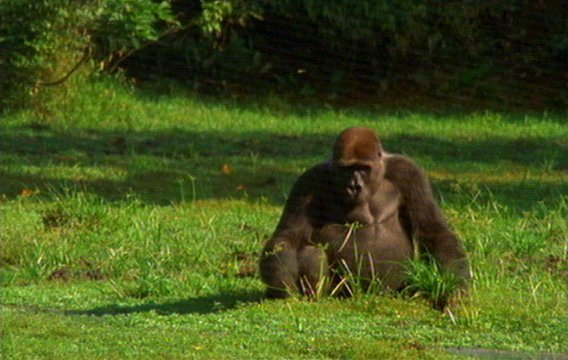 mm Gorillas 15-captured by Mr Marmite.jpg