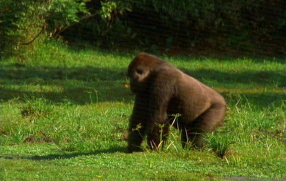 mm Gorillas 16-captured by Mr Marmite.jpg
