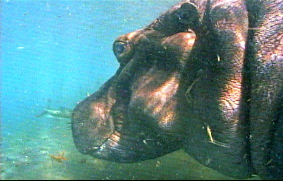mm Hippos 02-captured by Mr Marmite.jpg