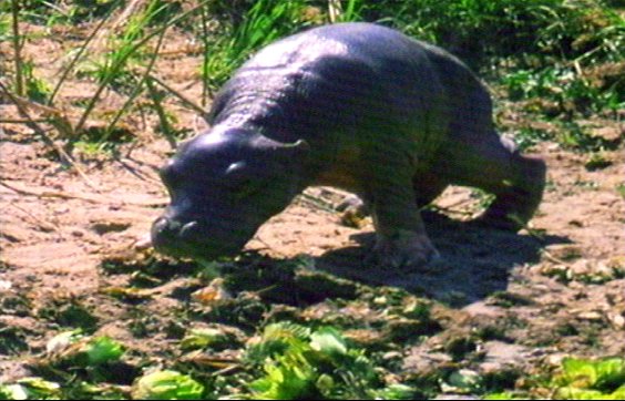 mm Hippos 06-captured by Mr Marmite.jpg