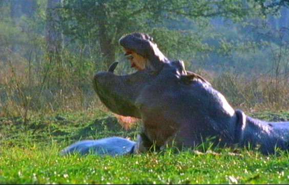 mm Hippos 10-captured by Mr Marmite.jpg