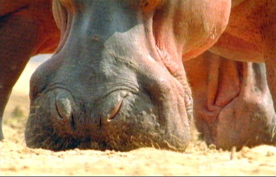 mm Hippos 14-captured by Mr Marmite.jpg