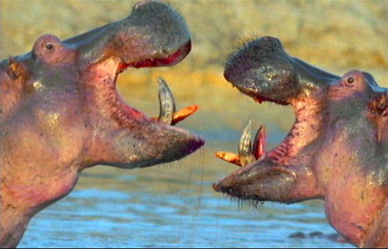 mm Hippos 16-captured by Mr Marmite.jpg