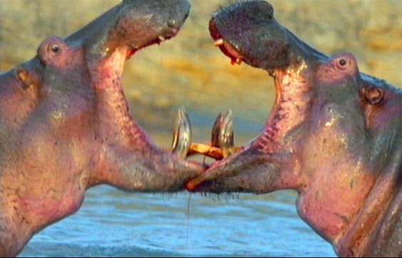 mm Hippos 18-captured by Mr Marmite.jpg