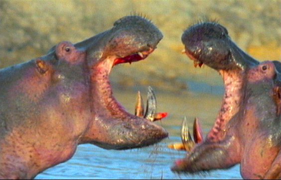 mm Hippos 19-captured by Mr Marmite.jpg