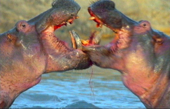 mm Hippos 20-captured by Mr Marmite.jpg