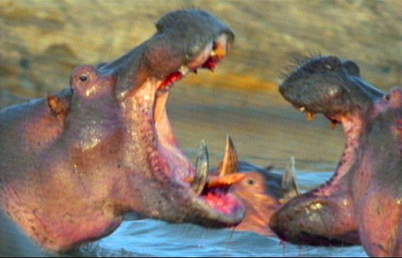 mm Hippos 22-captured by Mr Marmite.jpg