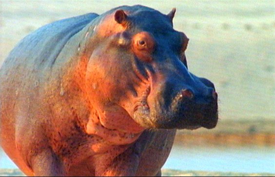 mm Hippos 24-captured by Mr Marmite.jpg