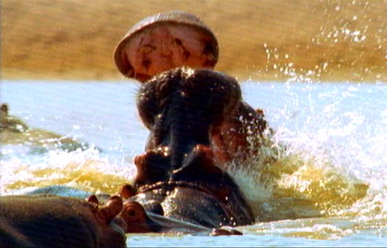 mm Hippos 26-captured by Mr Marmite.jpg