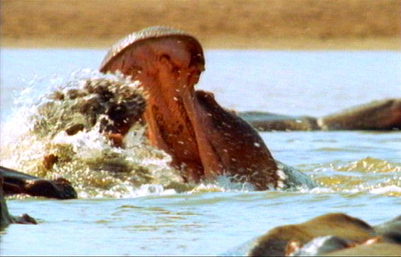 mm Hippos 27-captured by Mr Marmite.jpg