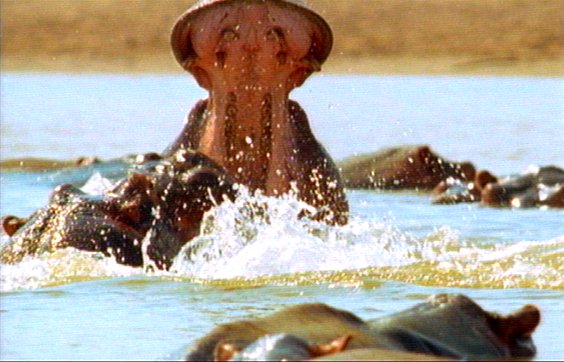 mm Hippos 28-captured by Mr Marmite.jpg