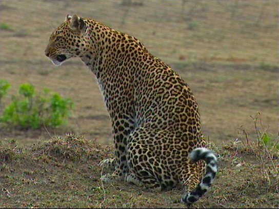 mm Leopard-captured by Mr Marmite.jpg