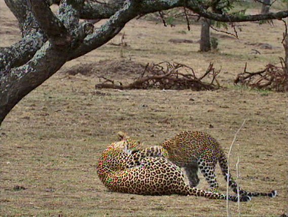 mm Leopards Playing 01-captured by Mr Marmite.jpg
