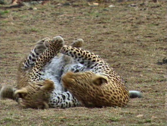 mm Leopards Playing 02-captured by Mr Marmite.jpg