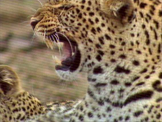 mm Leopards Playing 04-captured by Mr Marmite.jpg