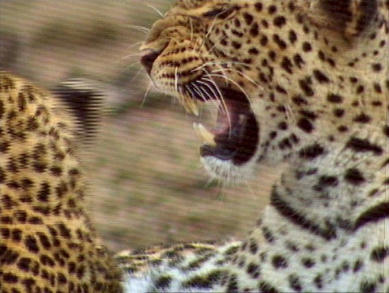 mm Leopards Playing 05-captured by Mr Marmite.jpg